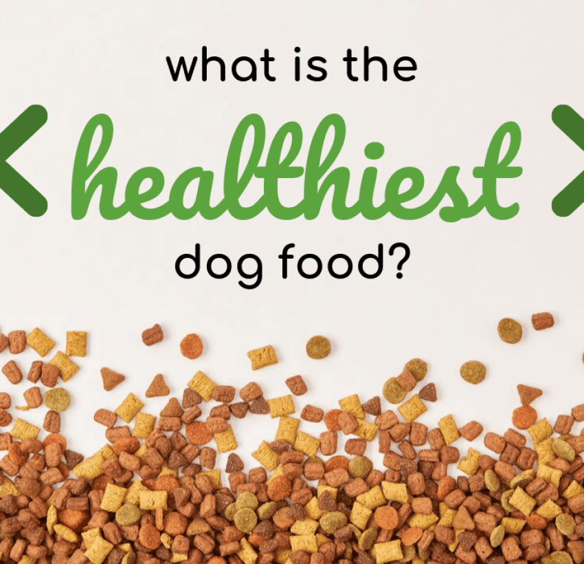 8 Best Diabetic Dog Food [2022 Reviews]: Low Glycemic Eats!