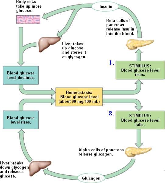 Blood Glucose And Diabetes