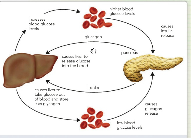 Blood glucose