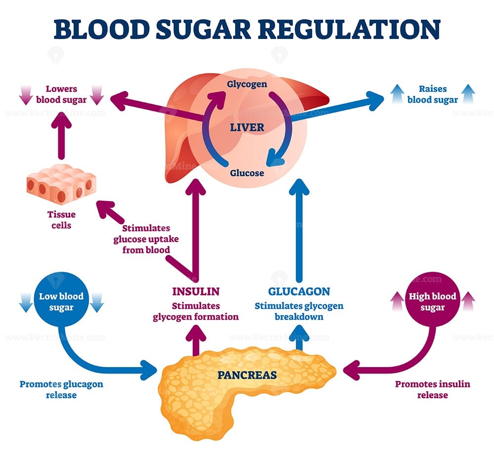Blood sugar regulation vector illustration