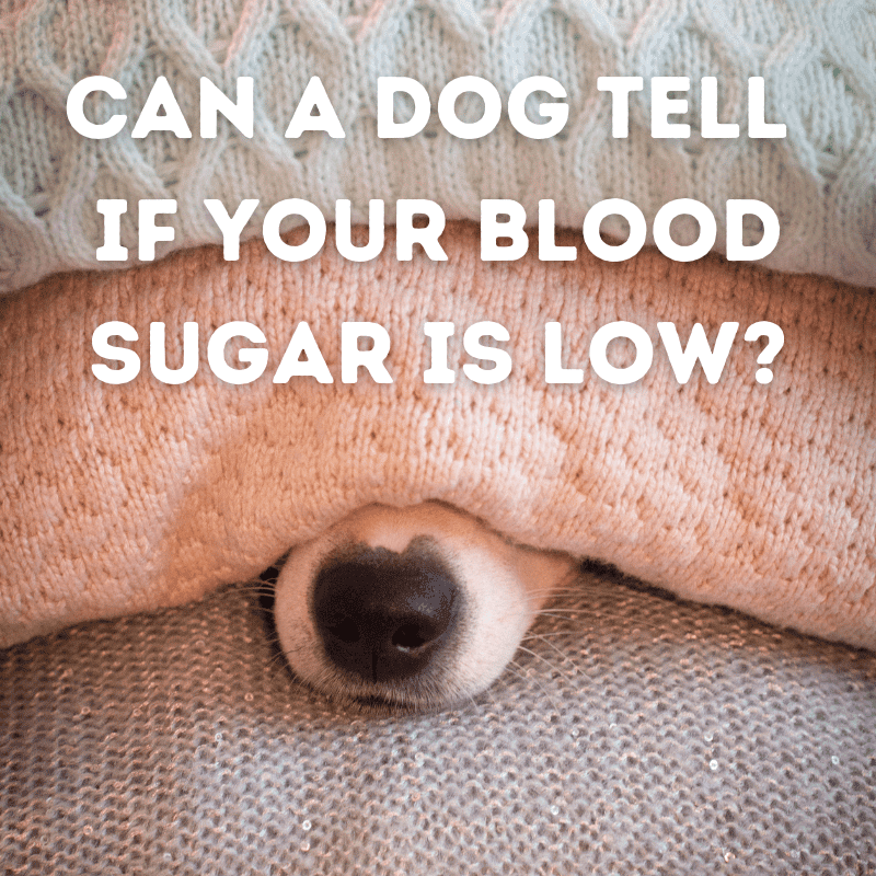 Can a dog tell if your blood sugar is low?