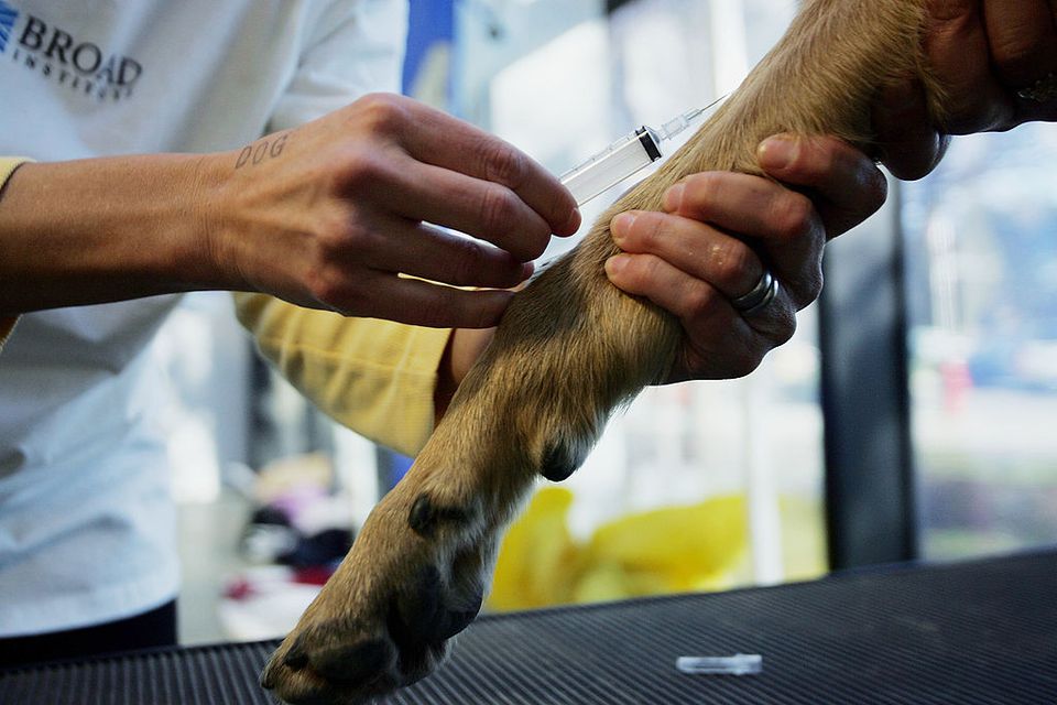Can Dogs with Diabetes Be Treated Without Insulin?