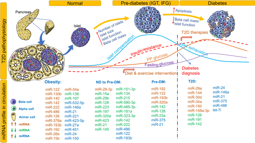 Circulating miRNA profile at different stages of type 2 ...