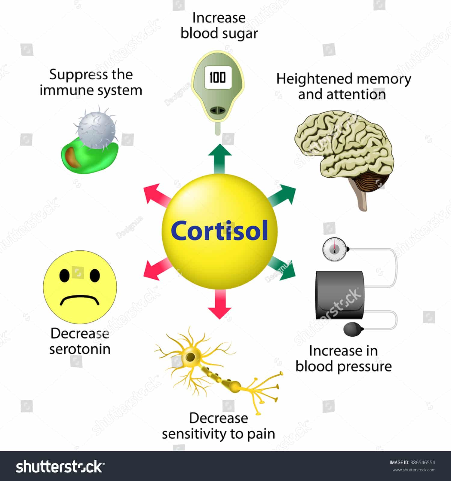 Cortisol Functions Cortisol Released Response Stress Stock Illustration ...