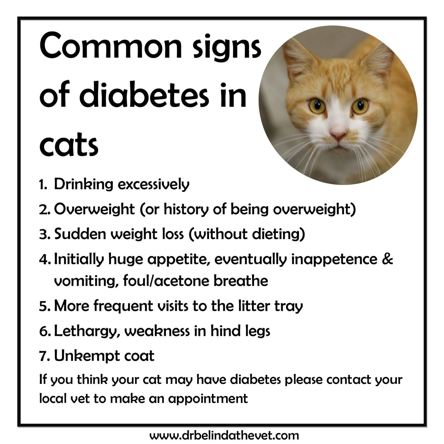 Diabetes Dogs &  Cats  Pet Info Alley