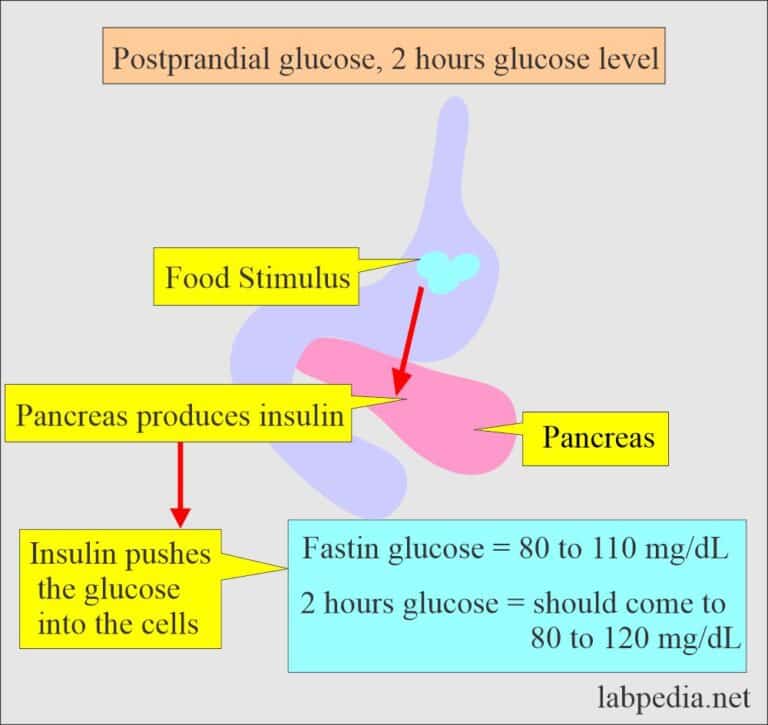 Diabetes mellitus and Glucose after 2 Hours of the Meal, Postprandial ...
