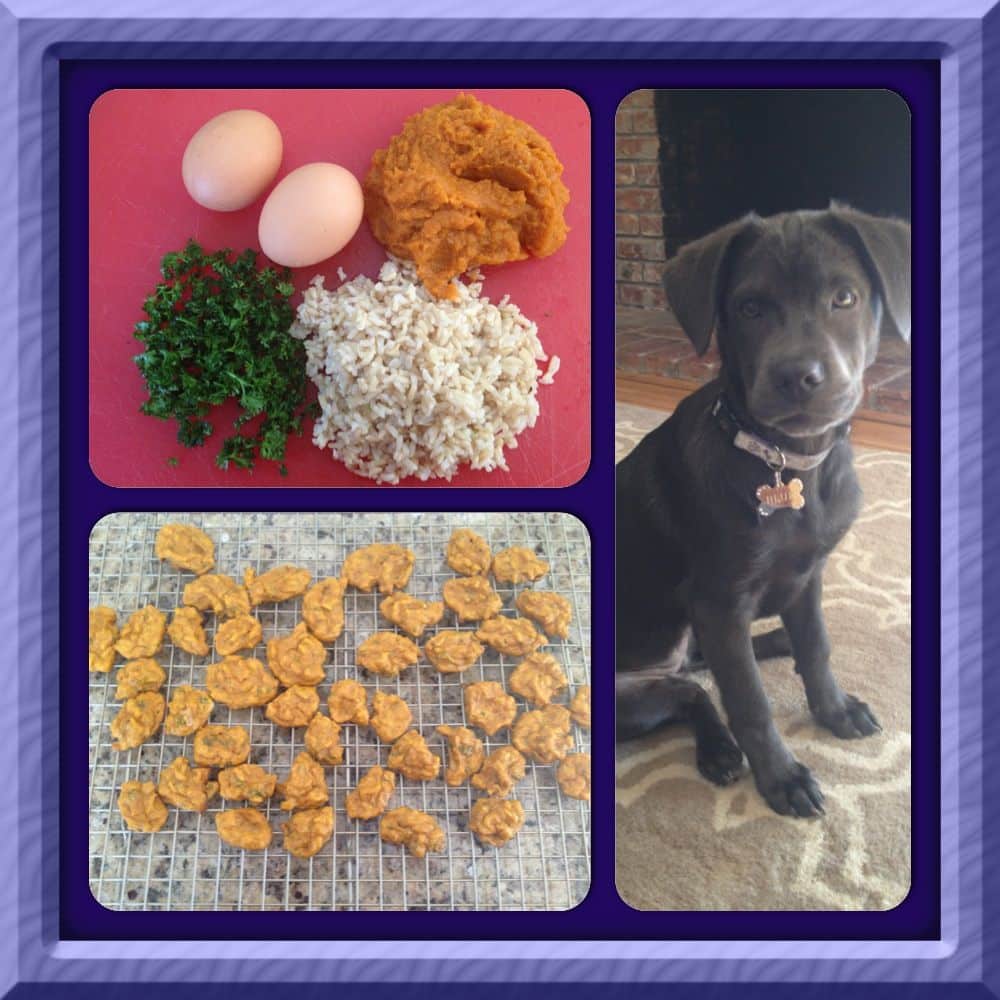 Diabetic Dog Food Recipe : Diabetic Dog Diet Cookbook All You Need To ...
