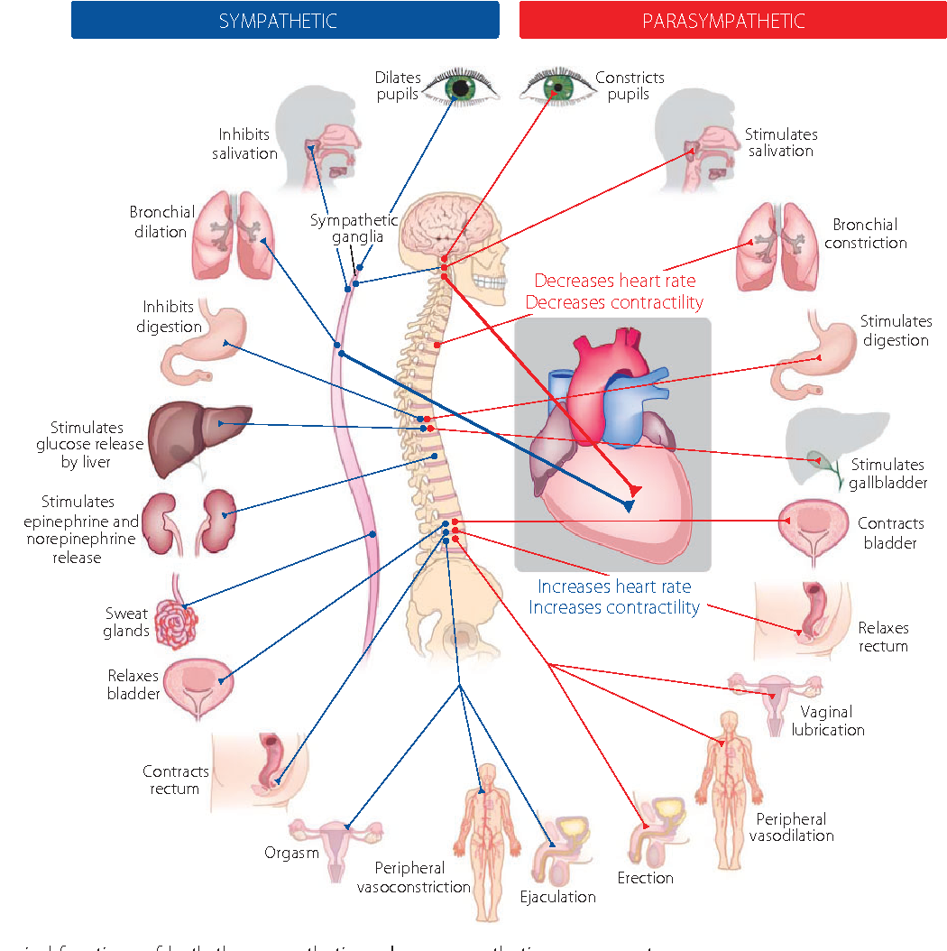 Figure 1 from Diabetic cardiac autonomic neuropathy, inflammation and ...