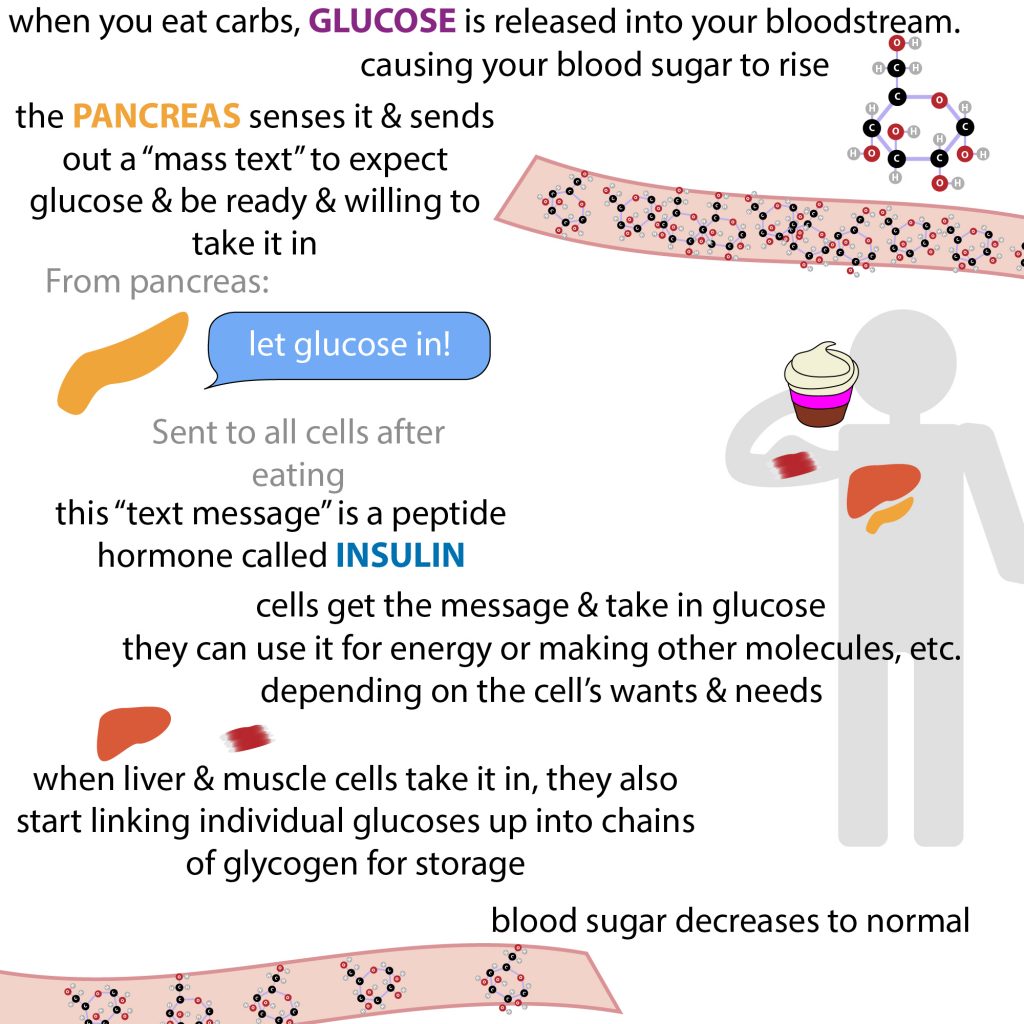 how does insulin treat type 2 diabetes  Bnr.Co
