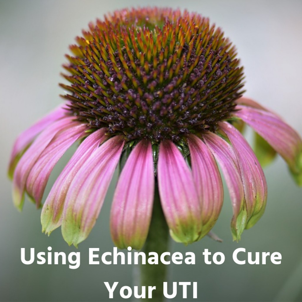 How to Cure a Urinary Tract Infection (UTI) With Echinacea