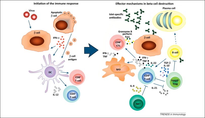 Immune mechanisms in type 1 diabetes: Trends in Immunology