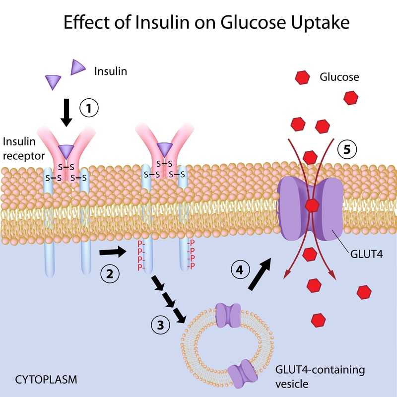 Insulin Resistance Tag Archives