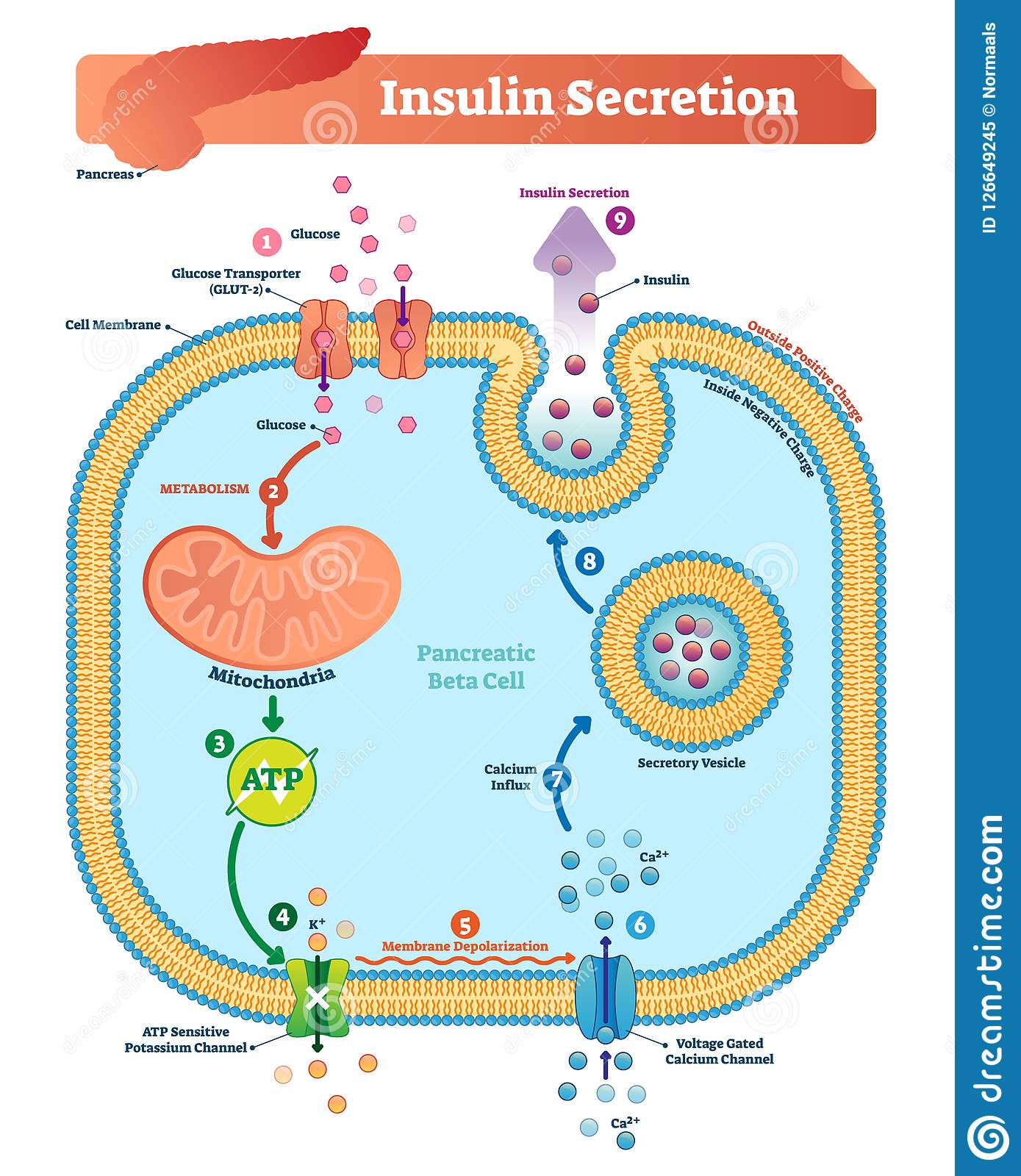 Insulin Secretion Vector Illustration. Biological Pancreas Function ...