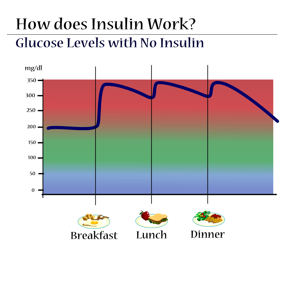 lvandesign: How Long Does Fast Acting Insulin Last