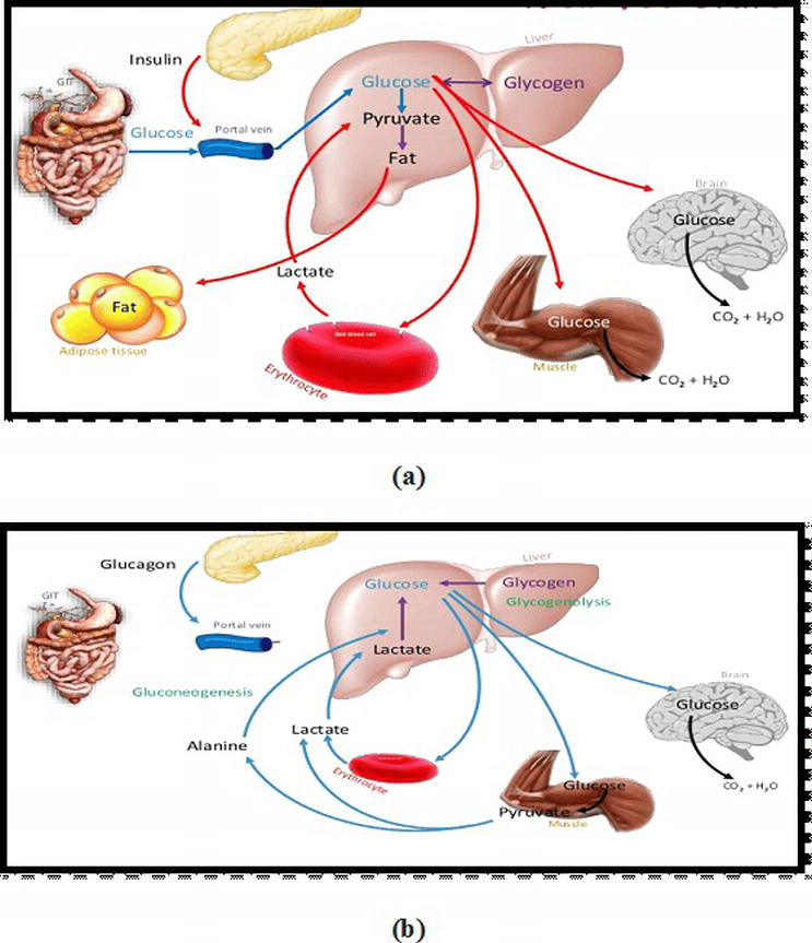 Molecular Basis of Blood Glucose Regulation