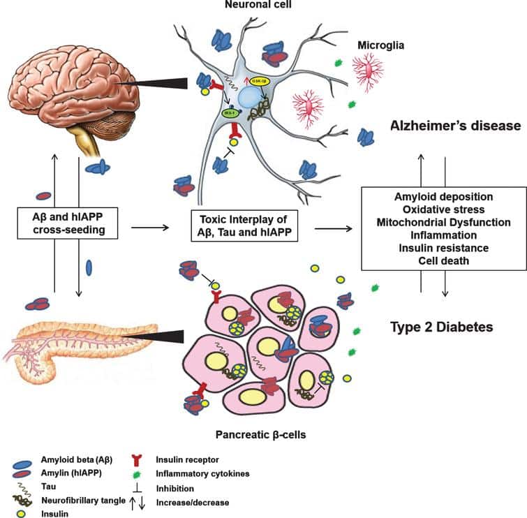 The Link between Type 2 Diabetes and Neurodegeneration: Roles for ...