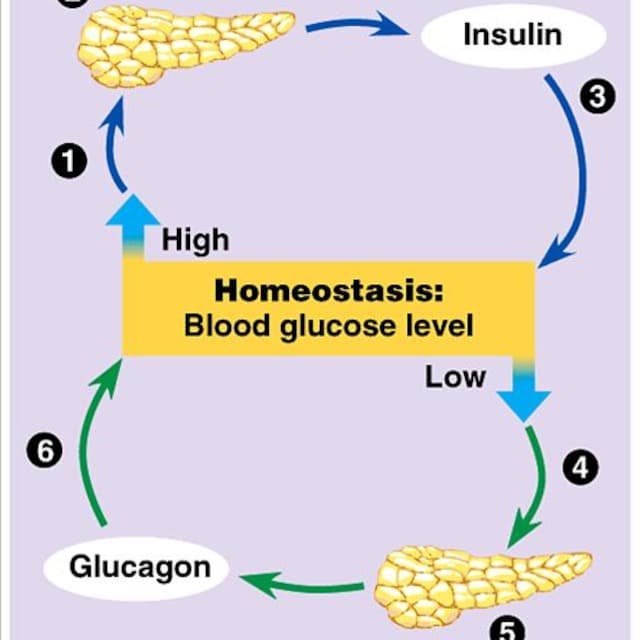 Use Of Glucagon And Ketogenic Hypoglycemia
