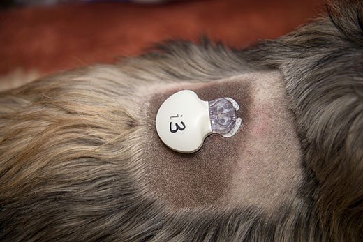 Veterinary Highlights: iPro Continuous Glucose Monitoring ...