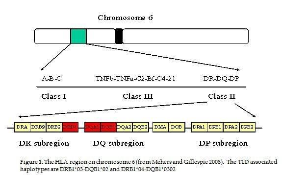 What Chromosome Causes Type 1 Diabetes?